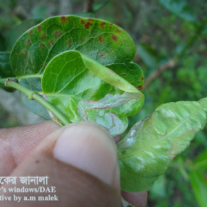 করমচার পাতা সুড়ঙ্গকারী পোকা