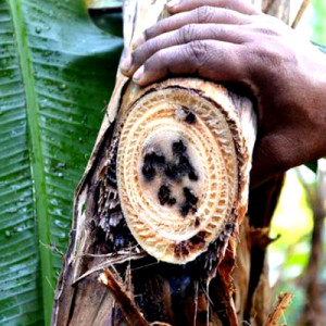 কলা গাছের কান্ডের উইভিল