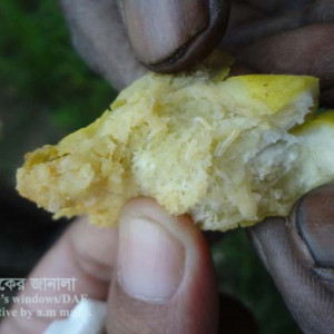 পটলের ফলের মাছি পোকা