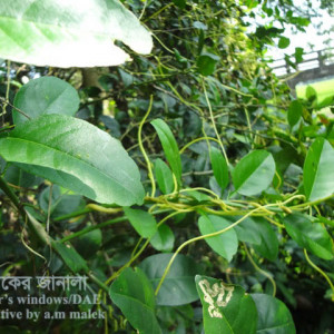 লেবুর পরগাছা সমস্যা