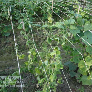 শসার ঢলেপড়া রোগ