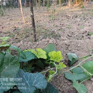 মিষ্টি কুমড়ার মোজাইক রোগ