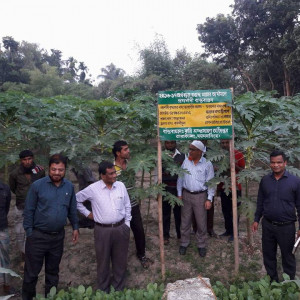 পেপে বাগান