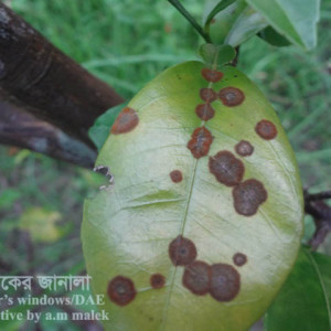 কমলার লাল মরিচা রোগ