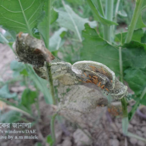 সরিষার বিছা পোকা